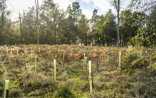 Gresham House to link $380m investment fund to England's biodiversity net gain rules